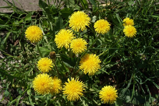 Dandelion yellow flowers close up