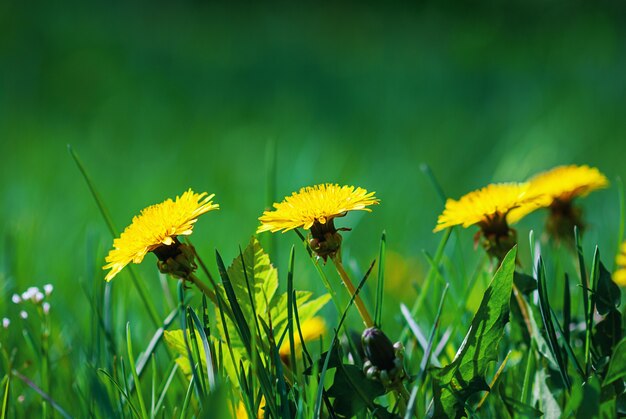 Dandelion yellow flowers in green grass on sunny day