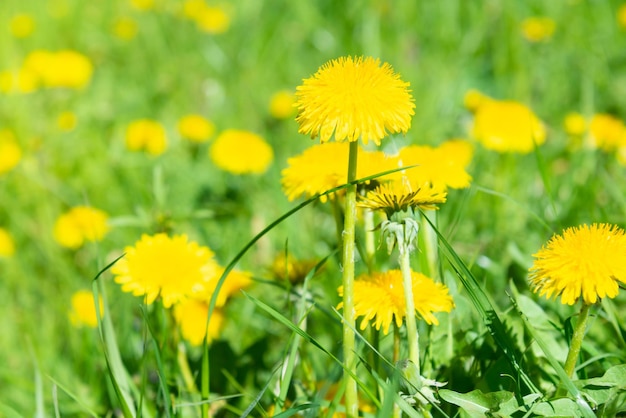 Dandelion yellow flowers