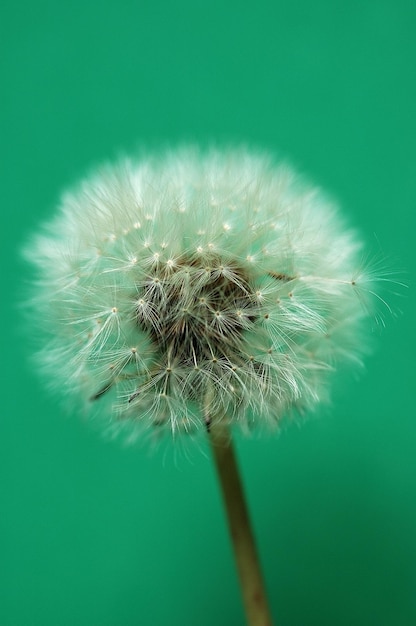 Photo dandelion