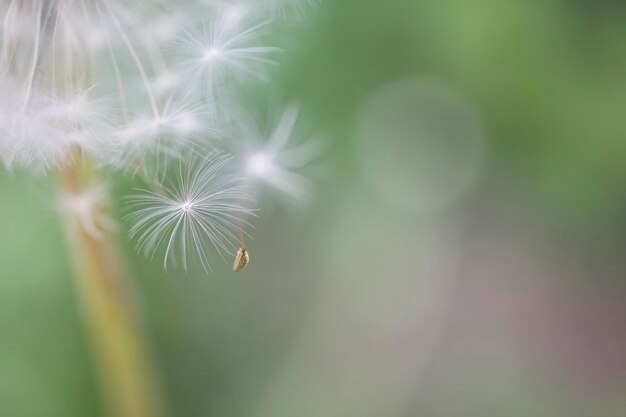 Photo dandelion