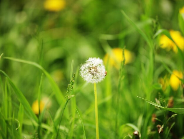 Dandelion