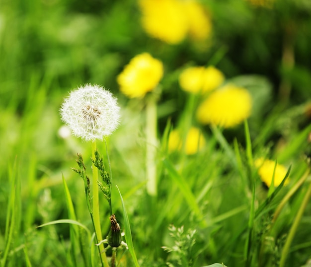 Dandelion