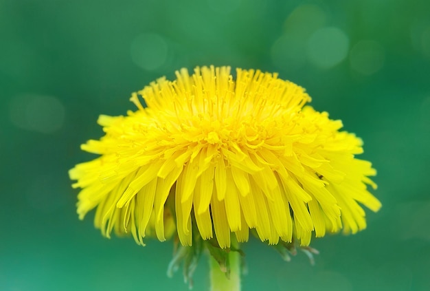 Dandelion