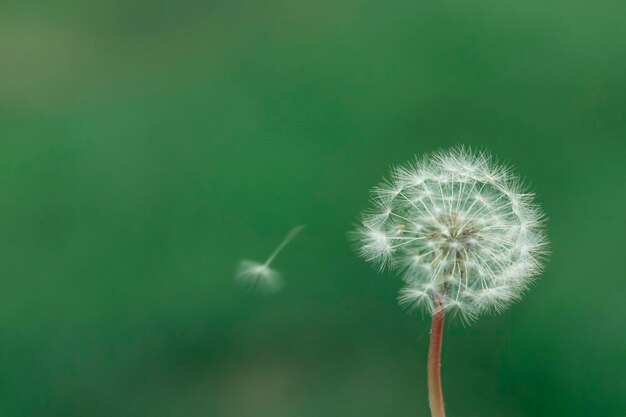 Dandelion