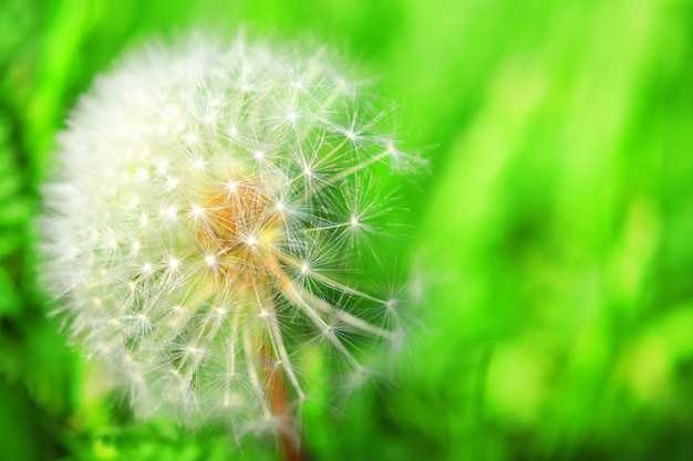 Dandelion