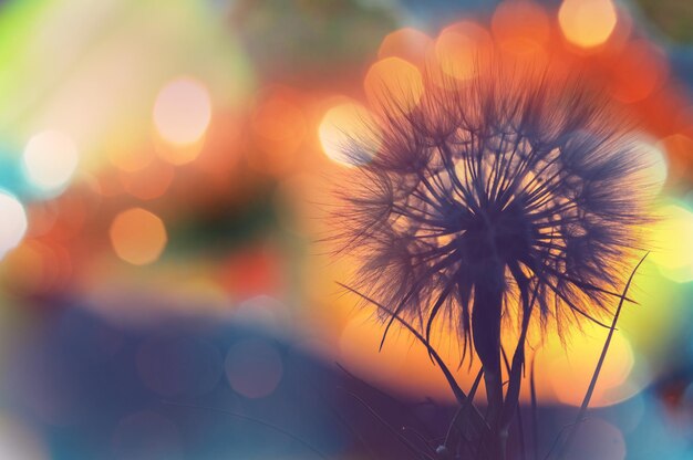 Dandelion