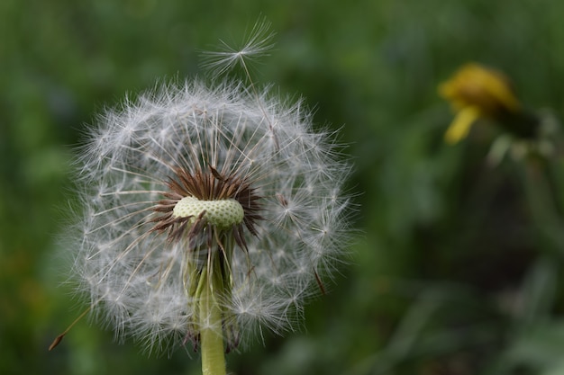 Dandelion