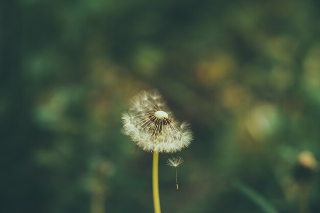 dandelion