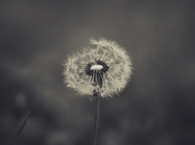 dandelion