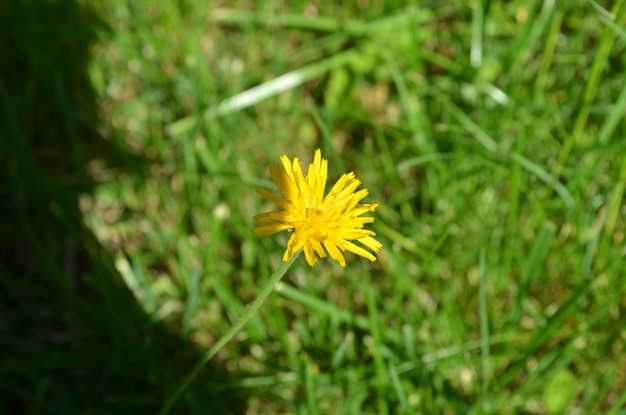 dandelion