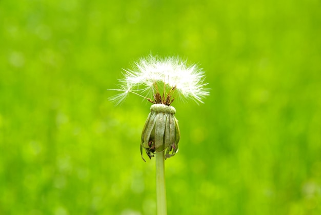 Dandelion