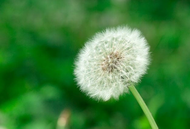 Dandelion