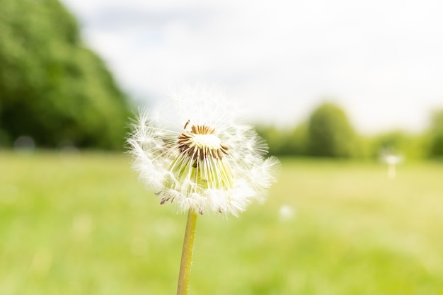 Dandeliongainst natuur