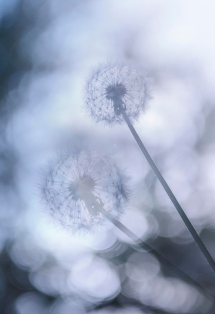 Dandelions against a beautiful blurred sky