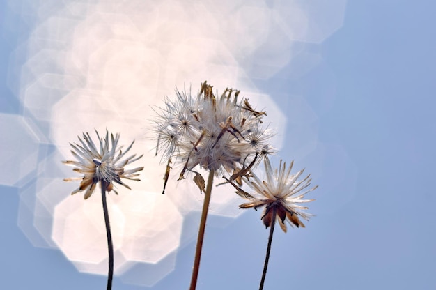 Dandelions against a blue sky