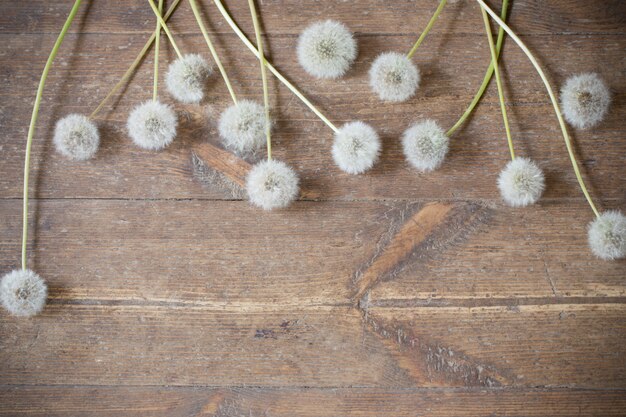 Photo dandelions on a aged wooden space