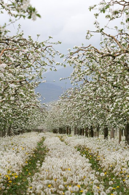 Dandelions in an apple orchard in spring