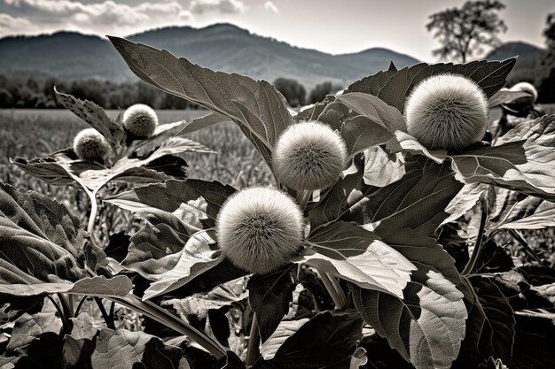 Dandelions in black and white with high contrast