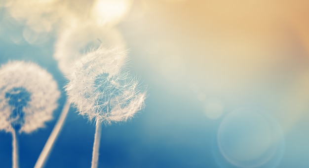 Dandelions in blue-orange tinted on a blurry background