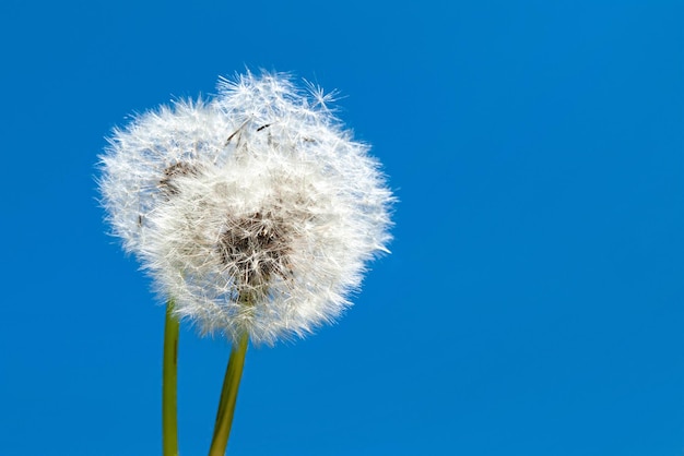 Dandelions in the blue sky Spring and summer wallpaper