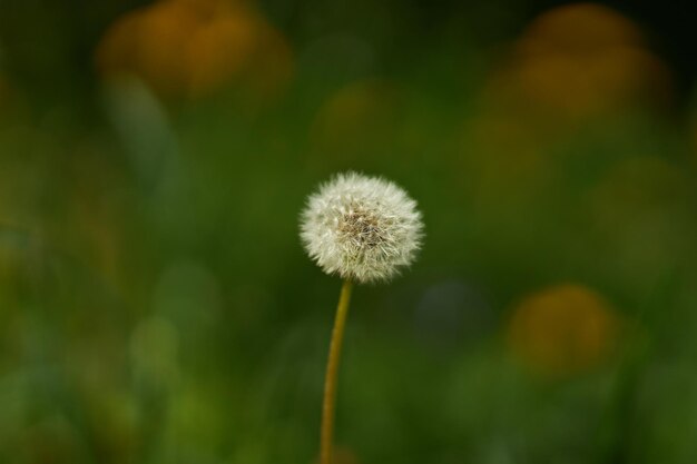 Dandelions closeup dandelions on a sunny spring day