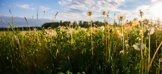 Dandelions closeup in the evening at sunset in summer meadow Beautiful natural countryside landscape with blurry background