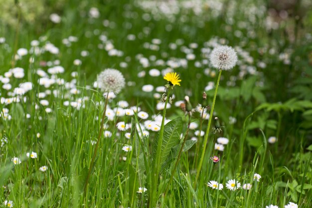 Foto i tartufi e le margherite fioriscono nel giardino in primavera