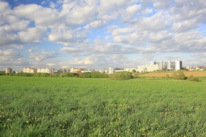 Поле одуванчиков город / абстрактный летний пейзаж поле с желтыми цветами в пригороде