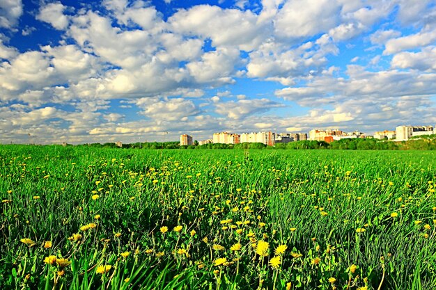 городское поле одуванчиков / абстрактное летнее пейзажное поле с желтыми цветами в пригороде