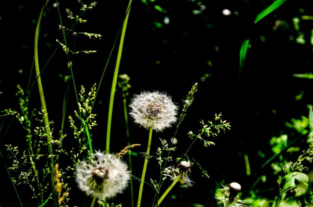 Dandelions in the field among the grass.