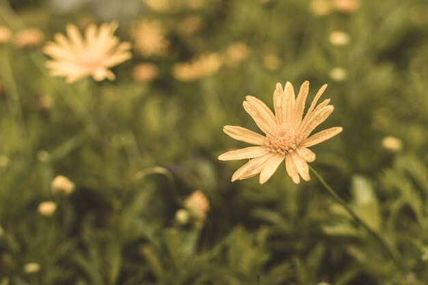 Dandelions flowers on the grass in a sunny spring day