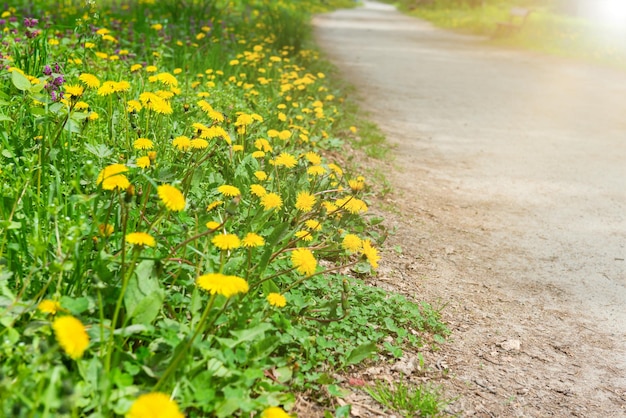 Dandelions flowers park lane