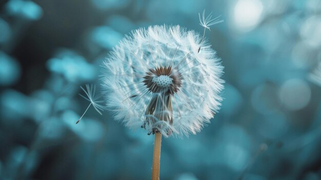 dandelions and flying seeds