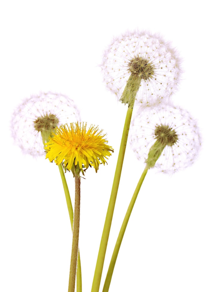 Foto dandelions geïsoleerd op wit