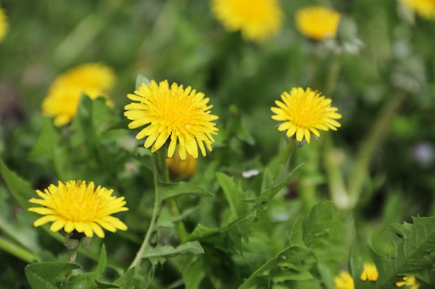 草の中のタンポポ黄色いタンポポの花緑の草のクローズアップ春緑春の気分