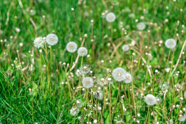 Denti di leone su un campo verde nell'ora legale