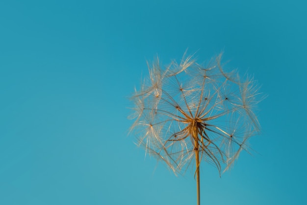 Dandelions grow on the blue sky background