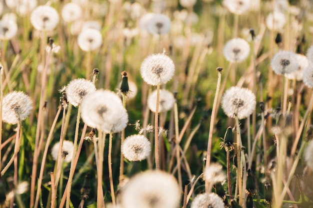 Dandelions growing on big field 