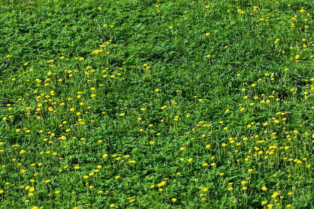 Dandelions growing in a field with green grass blooming in spring