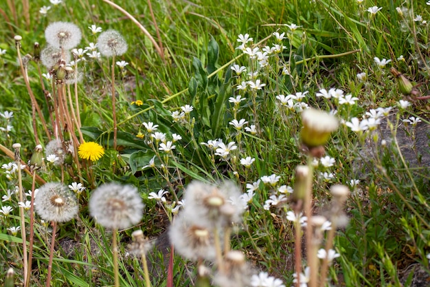 Dandelions growing in a field with green grass blooming in spring