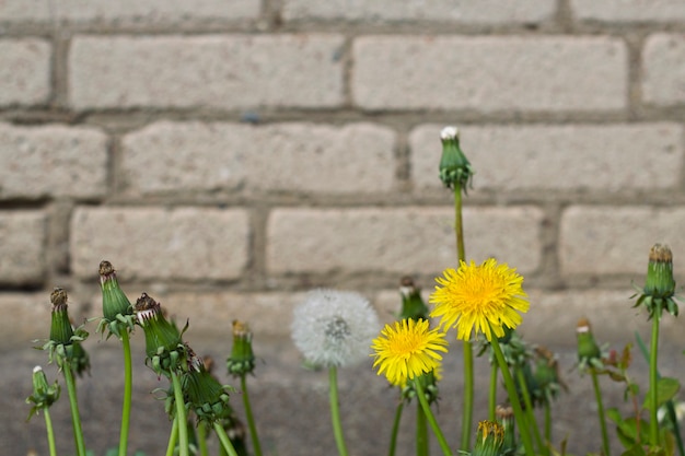 Dandelions  growing near the grey brick wall with close up