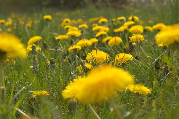 タンポポと牧草地のフィールドのタンポポ