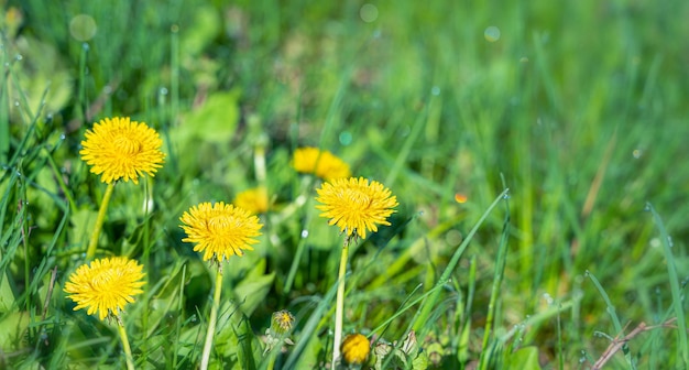 Dandelions in the meadow in the sunlight and glare Side view horizontal