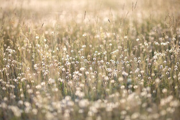 Dandelions in the meadow in sunset light