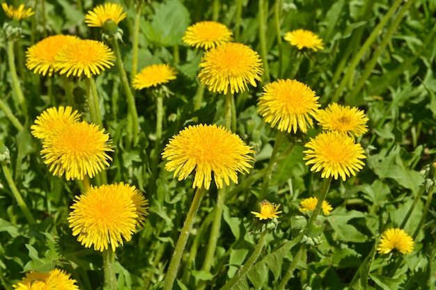 牧草地のタンポポ