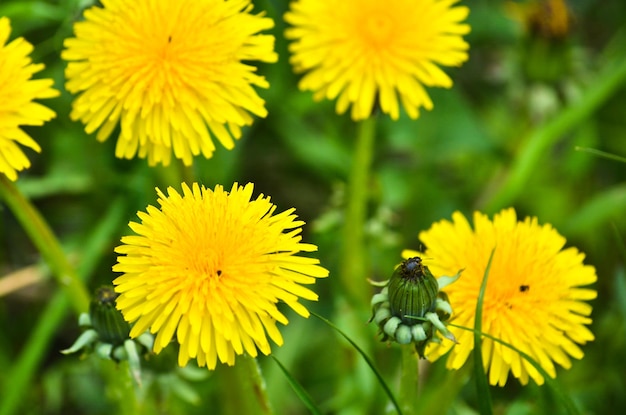 Dandelions in the meadow