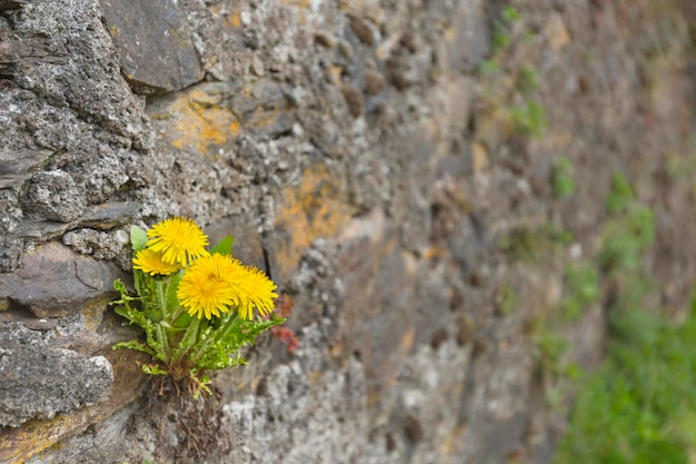 Dandelions In Medieval Rock Wall