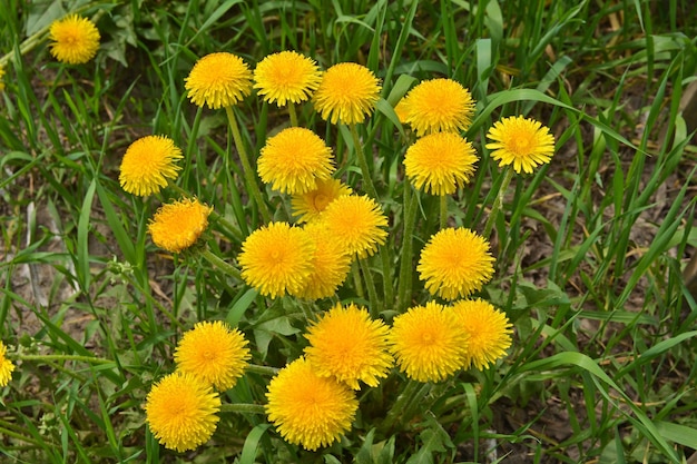 Dandelions in the spring meadow