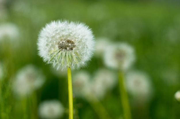 夏の太陽の牧草地のタンポポ